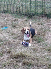 Sorties sur parcours des Chiens